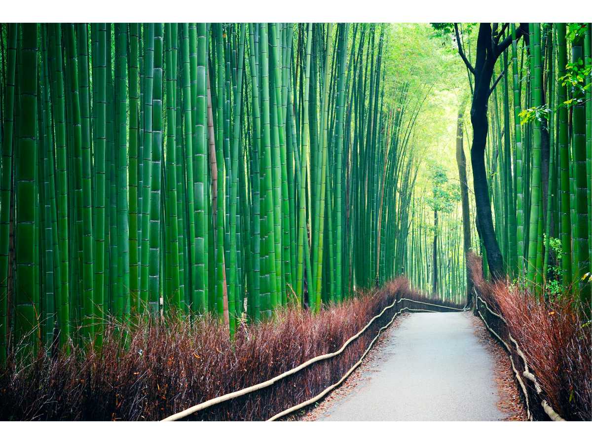 Plastic pollution is a global mess and bamboo could be our way to dig out of it - Good.is