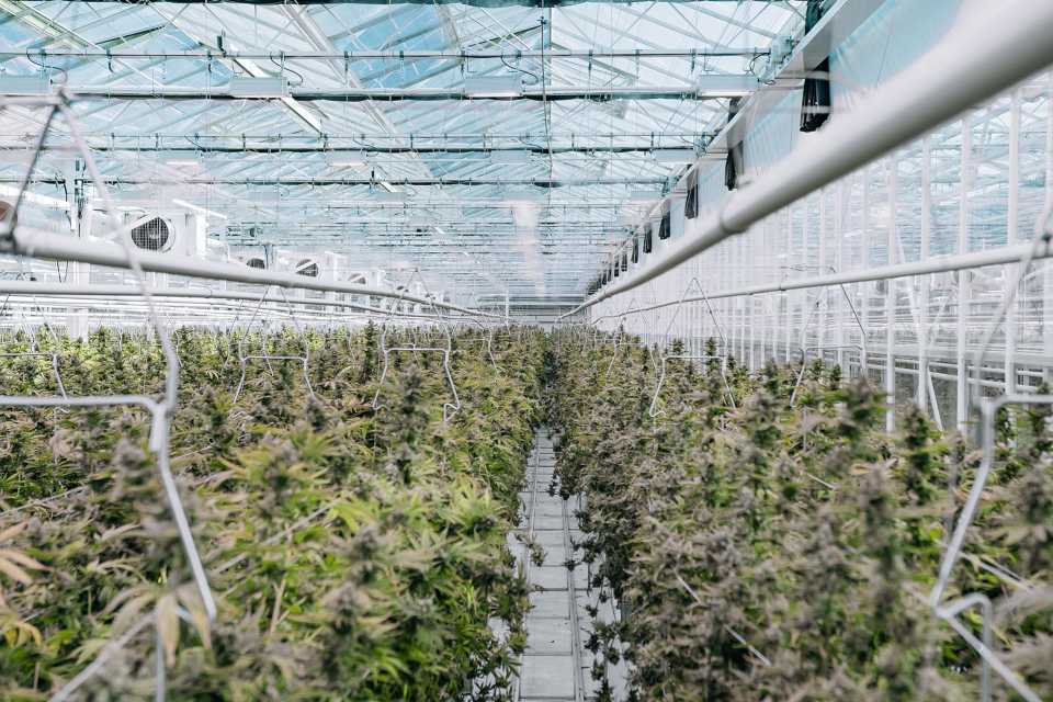 North America’s Largest Cannabis Growers for 2021 - Greenhouse Grower