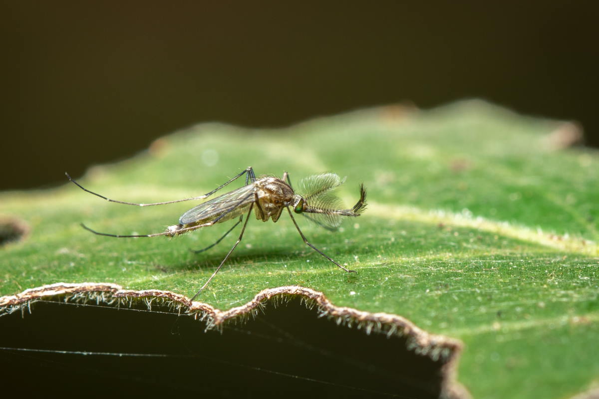Zanzare: questa popolare pianta che ricorda la senape uccide il 100% delle larve - greenMe