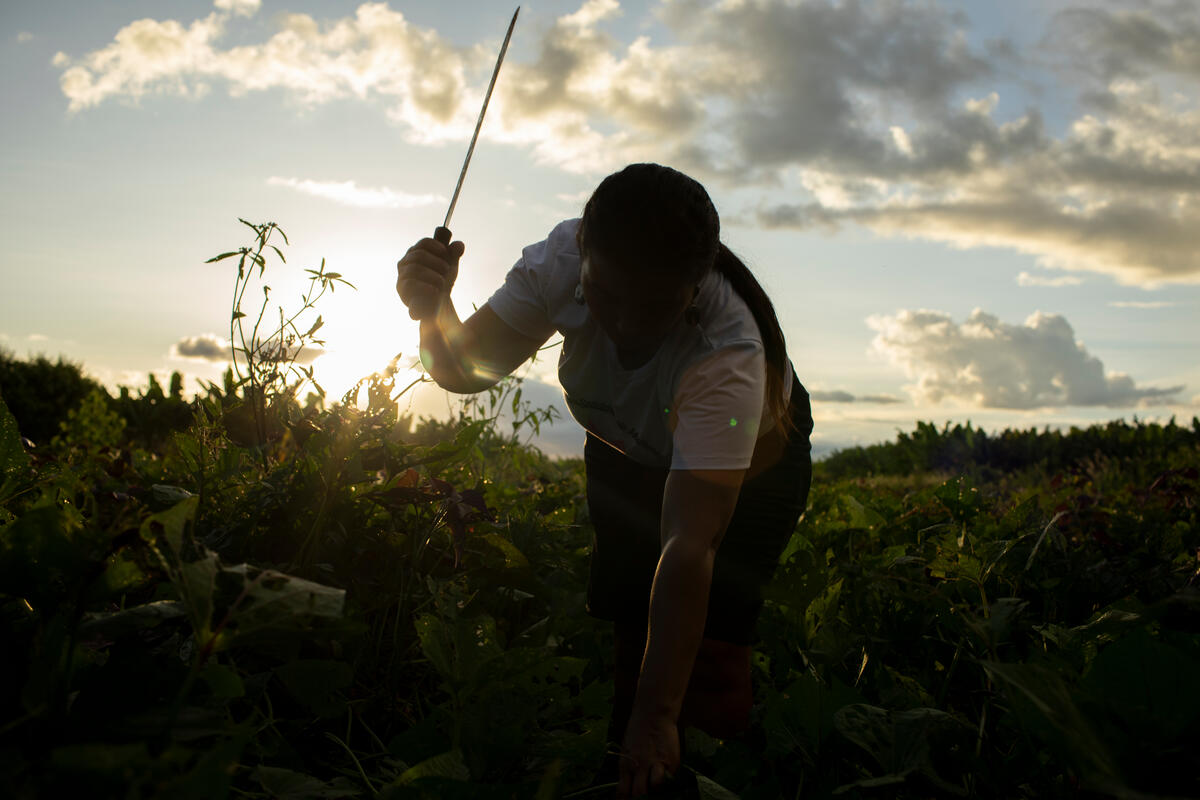 Agroecologia é cura para o Brasil - Greenpeace Brasil