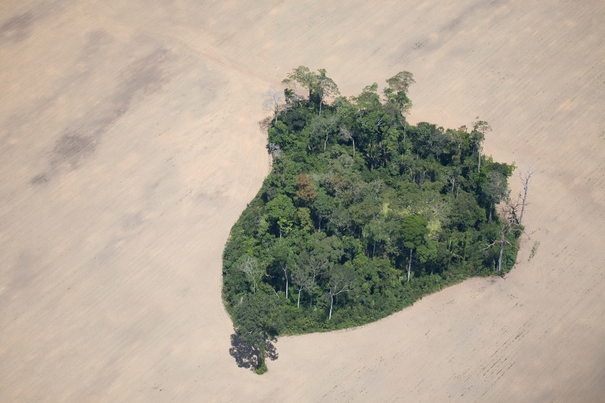 Retrocesso: gigantes da soja abandonam a Moratória da Soja e colocam a Amazônia em risco - Greenpeace Brasil