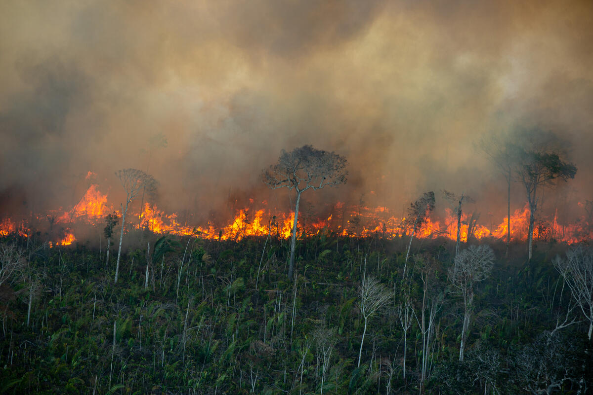 Climate crisis fires burning from the Amazon and Turkey to California - Greenpeace International