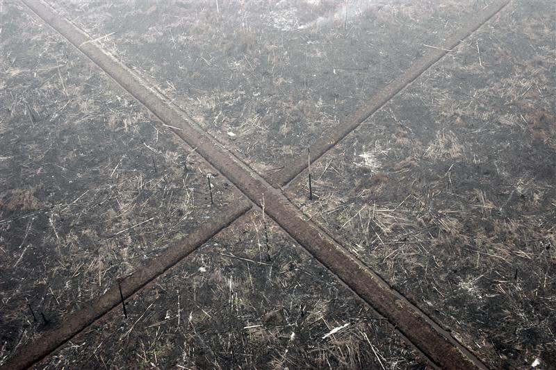 One million hectares burned inside Forest Moratorium area, Greenpeace analysis shows - Greenpeace Southeast Asia