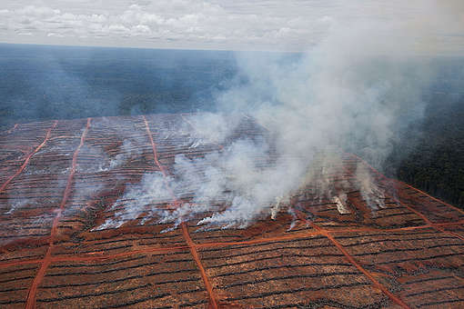 Greenpeace finds Asia Pulp and Paper guilty of peatland clearance and fuelling forest fires in Indonesia - Greenpeace Southeast Asia