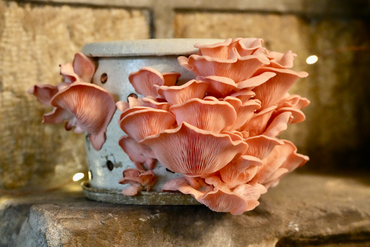 Carrot Waste Could Be Your Next Oyster Substrate –– Mycelium Protein Beats Soy in Taste Tests - Green Prophet