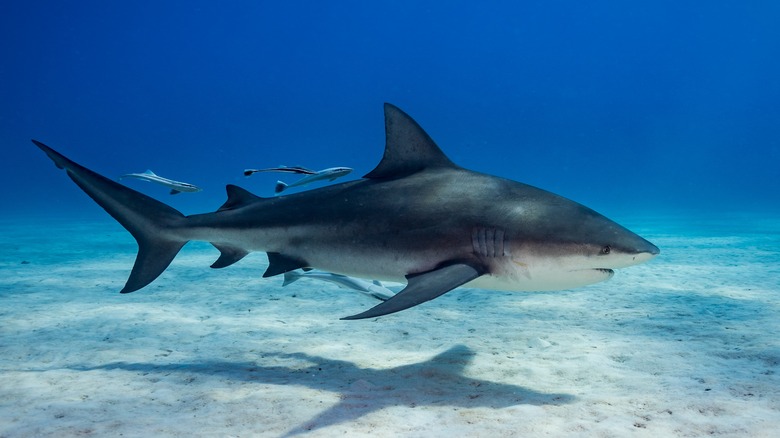 9 Times Sharks Were The Good Guys
