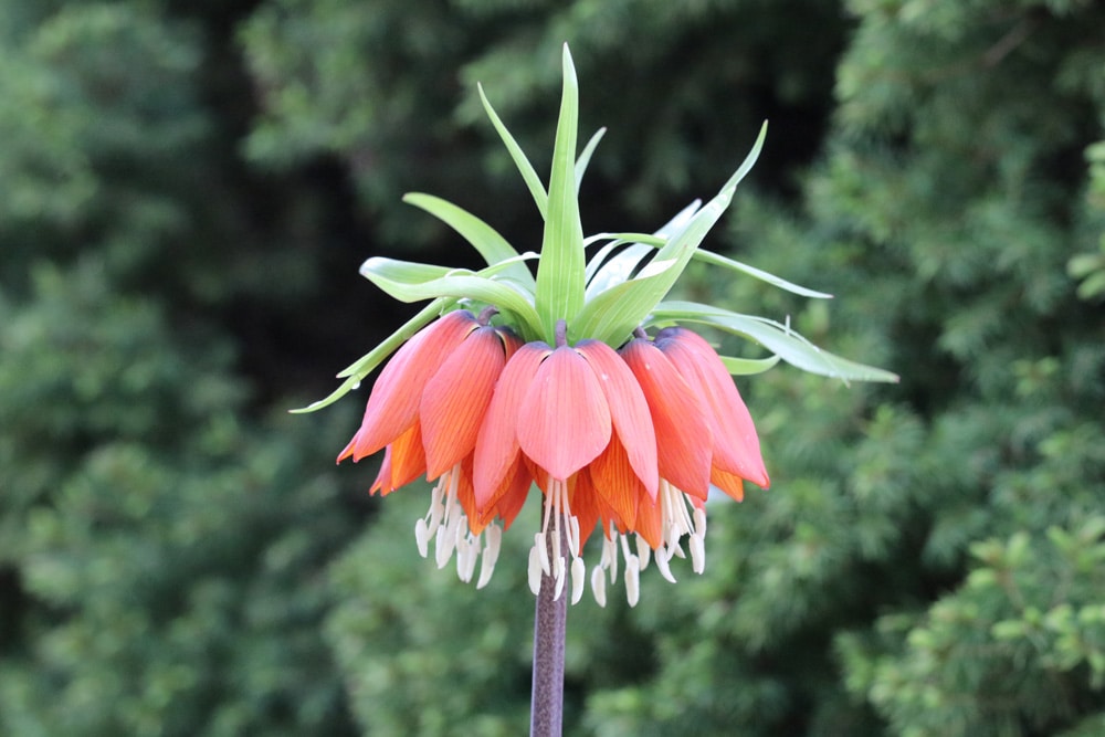 Kaiserkrone, Fritillaria imperialis – Pflege und Vermehrung - Hausgarten.net
