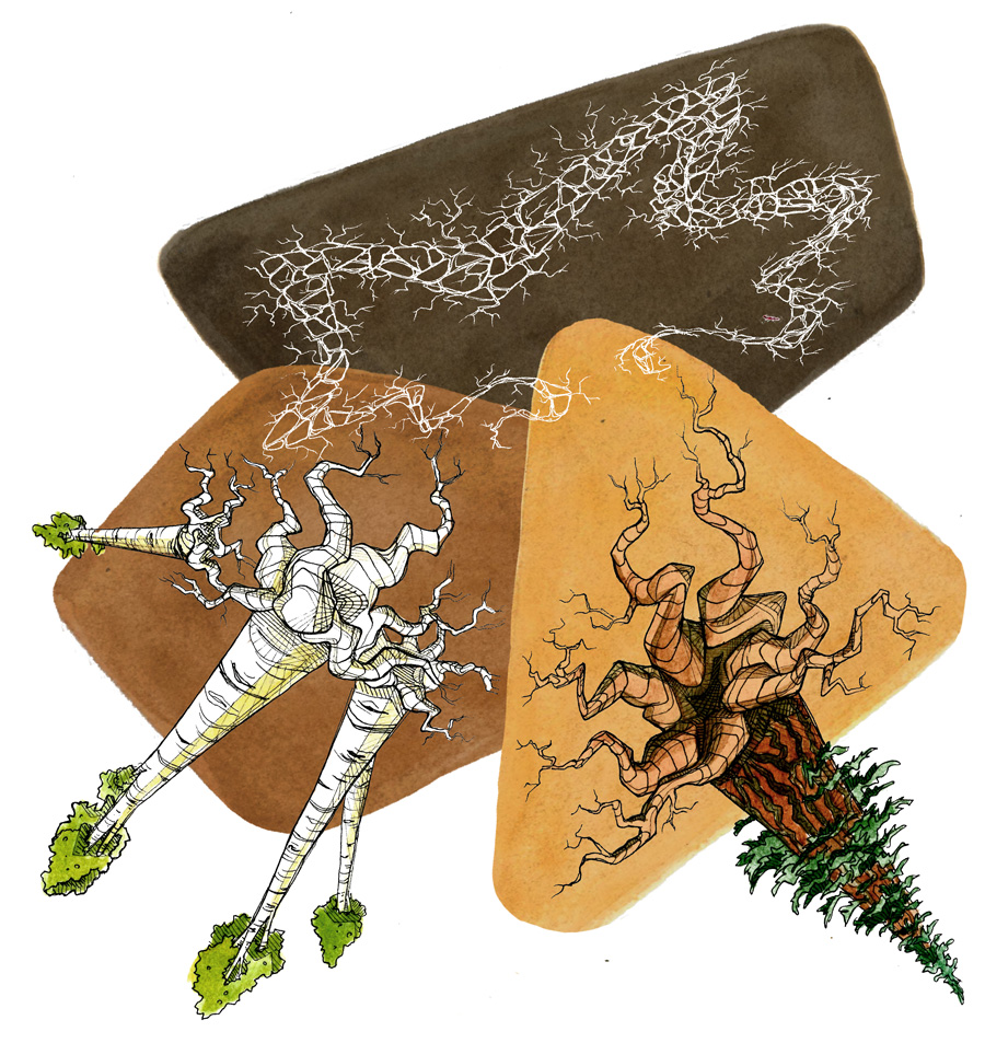 How Suzanne Simard changed our relationship to trees - High Country News