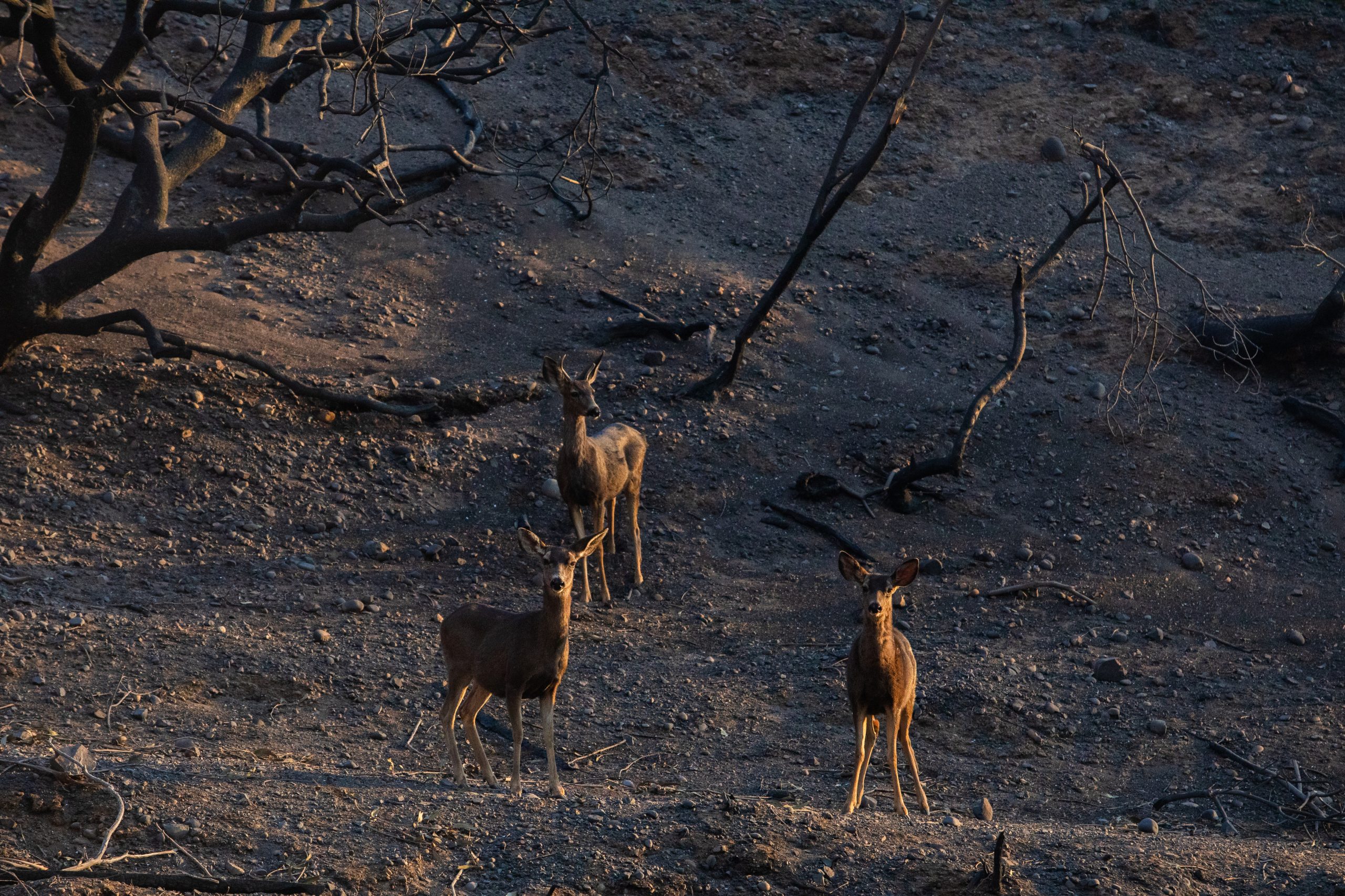 What do the deadly Los Angeles fires mean for the city’s wildlife? - High Country News