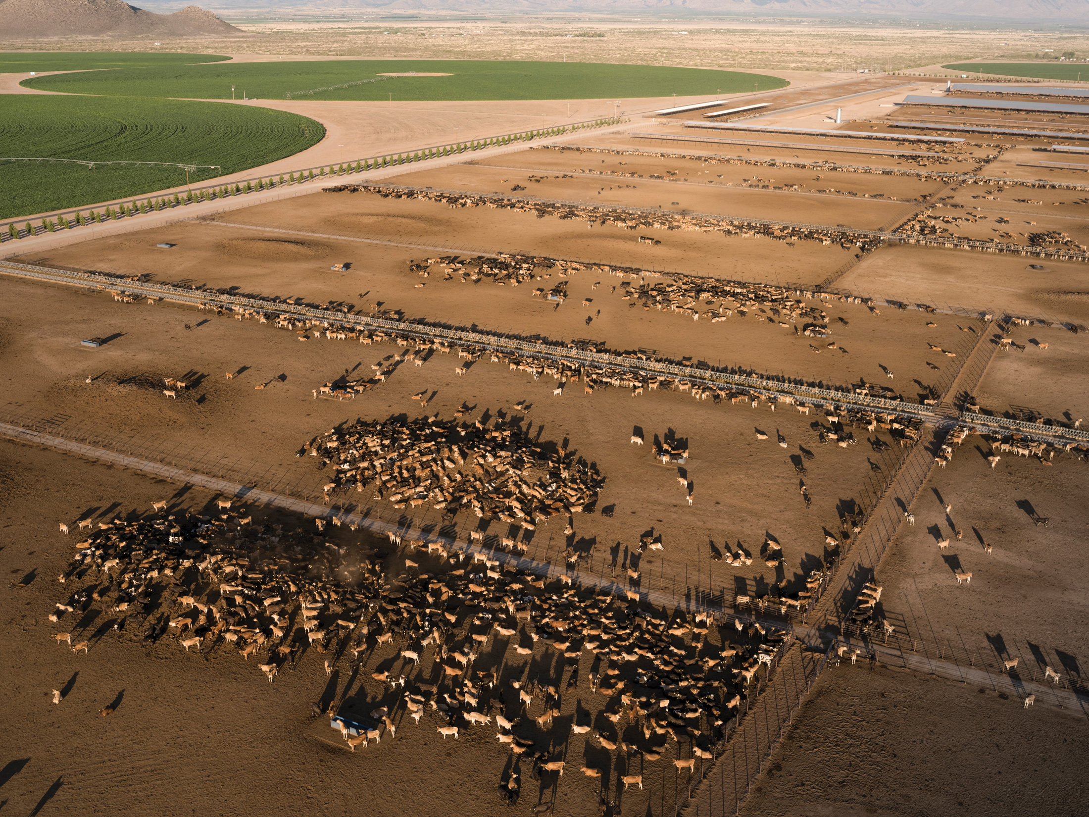 A mega-dairy is transforming Arizona’s aquifer and farming lifestyles - High Country News