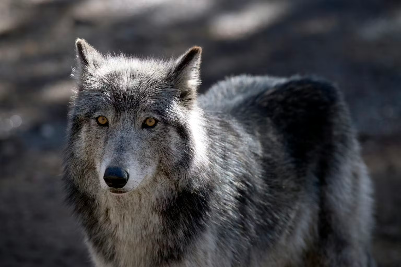 Americans generally like wolves − except when reminded of politics - High Country News