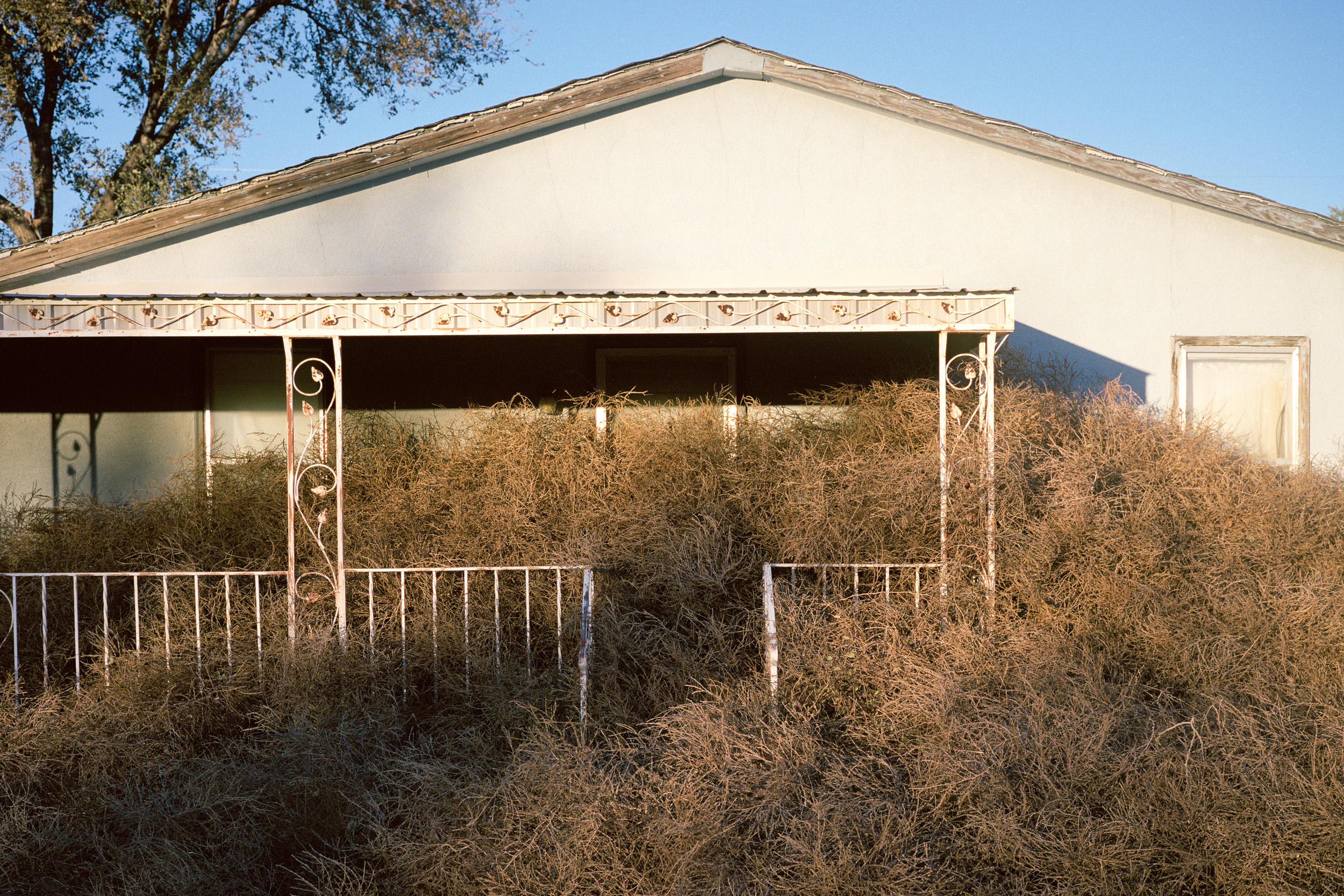 What tumbleweed can teach protesters - High Country News