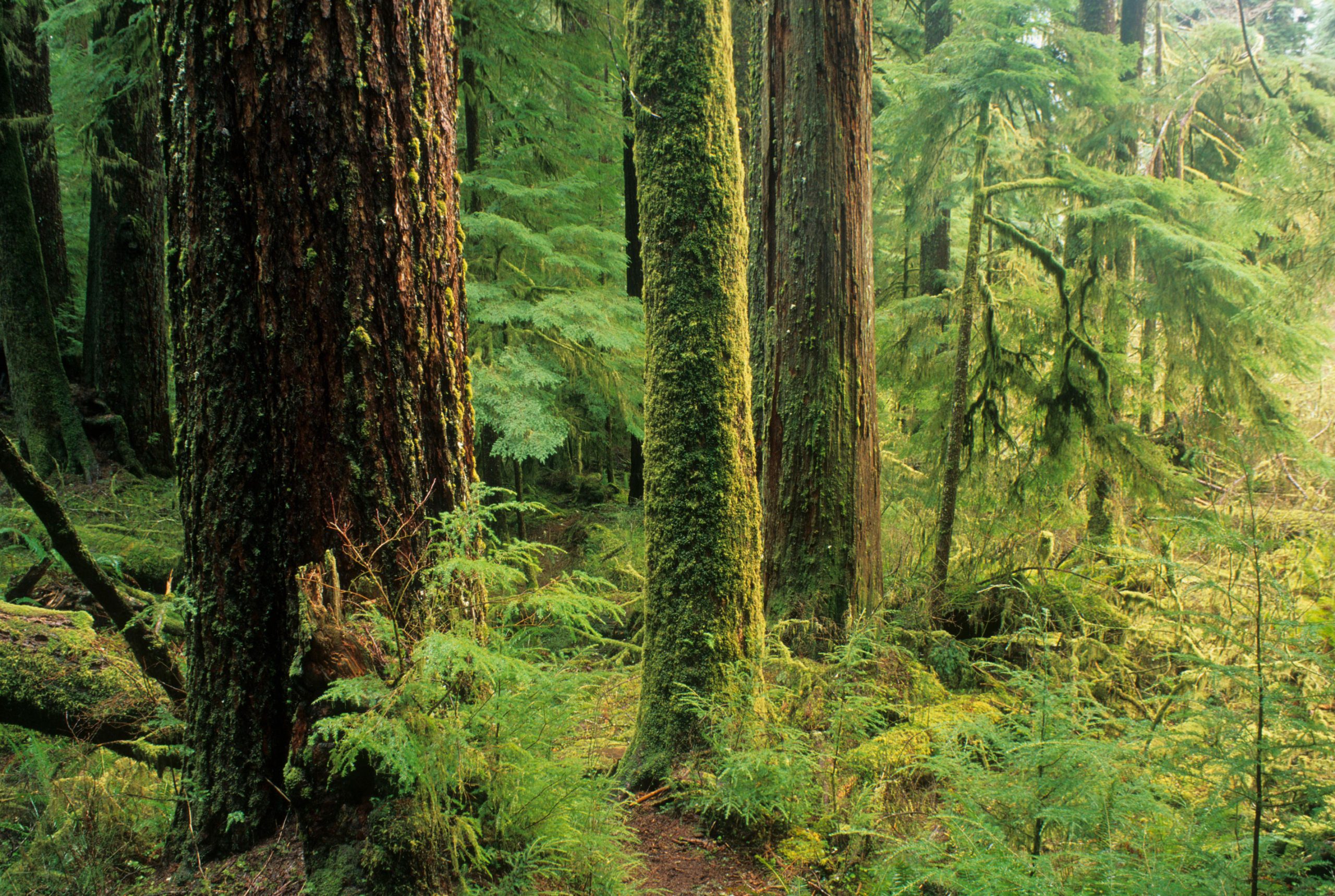 The BLM wants to ramp up logging. Oregonians aren’t so sure. - High Country News