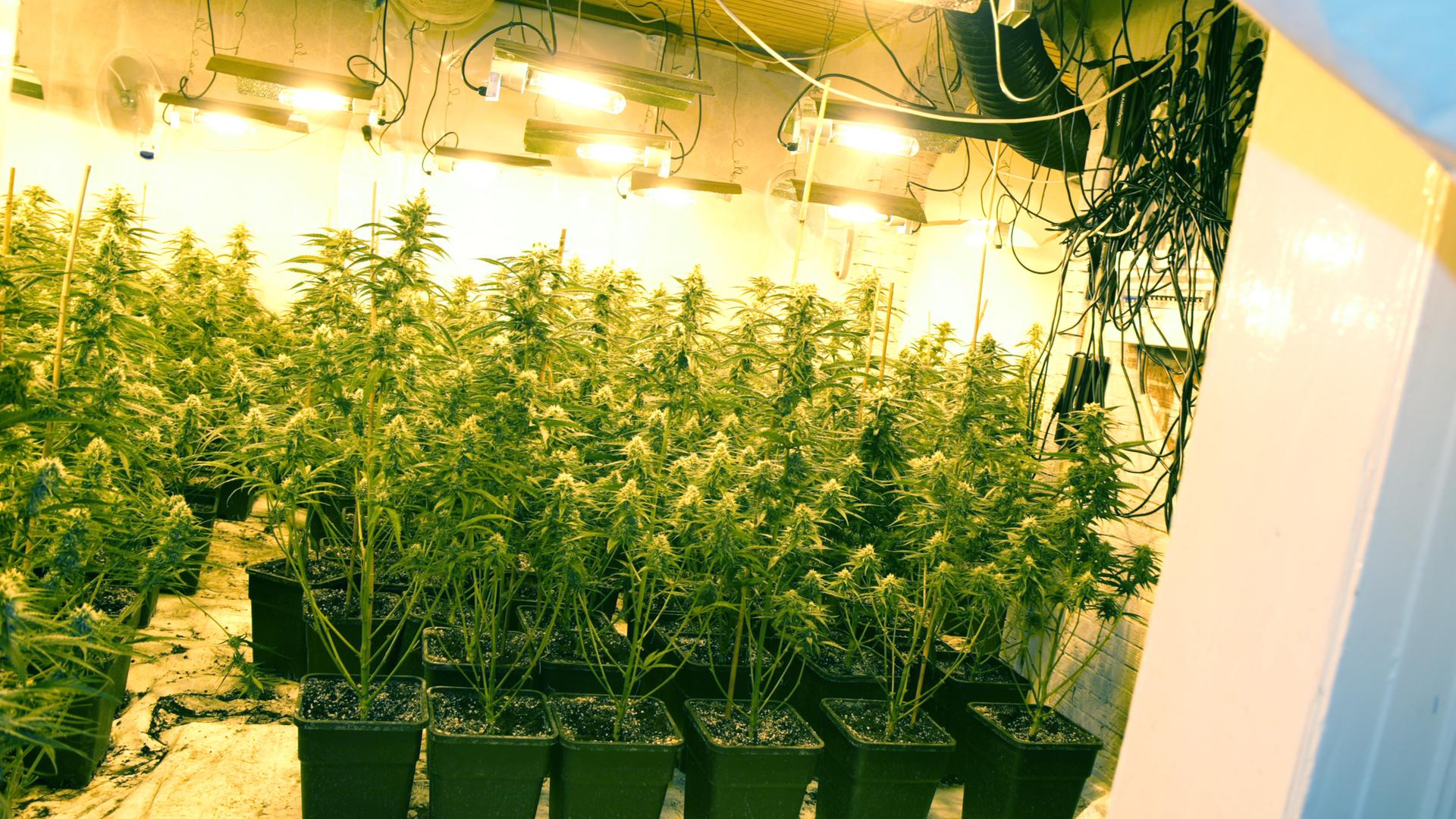 Hessen am Abend: Große Cannabis-Plantage entdeckt – Endometriose-Zahlen steigen deutlich | hessenschau.de