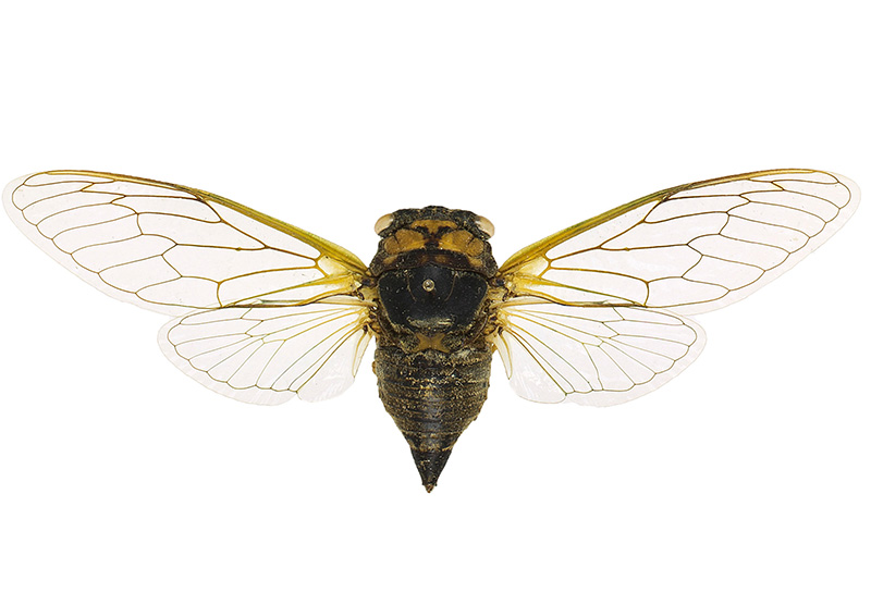 The Ravages and Operations of the Locusts — History News Network