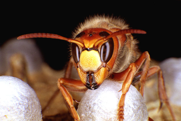 Hornissen, die Hornisse (Vespa crabro)