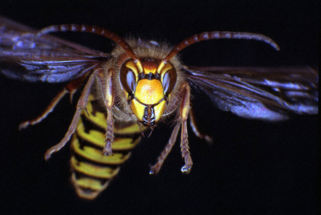 Hornets-Gentle Giants!