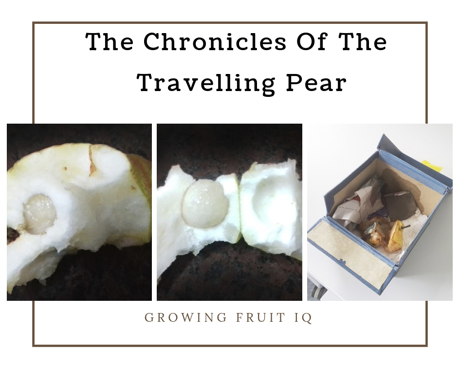 The chronicles of the travelling pear - Hortgro