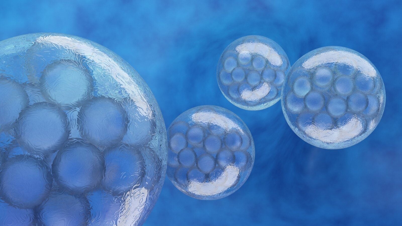 IVF Attrition Rate & Embryo Survival: What to Expect