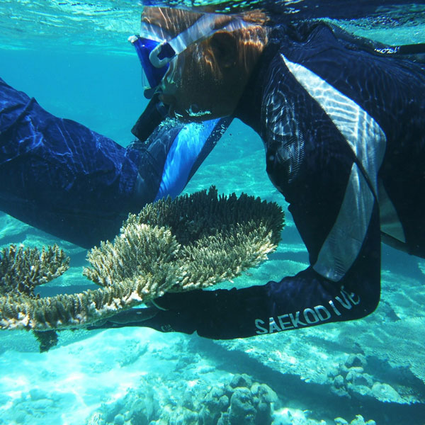 Mauritian sea sponges offer a promising new cancer treatment - report