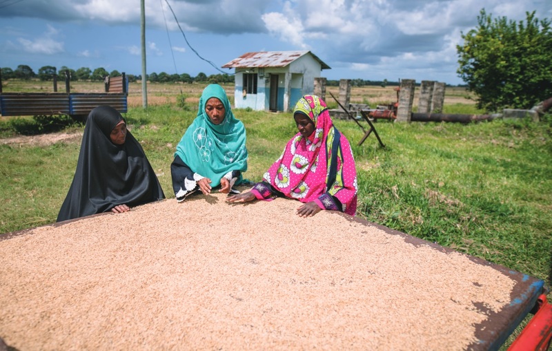 Transgenic Rice Once Again Proposed as Solution to Bacterial Blight Outbreaks, This Time in Africa - Independent Science News | Food, Health and Agriculture Bioscience News