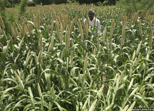 A Millets Revival Could Solve India's Malnutrition Problem, Benefit Farmers