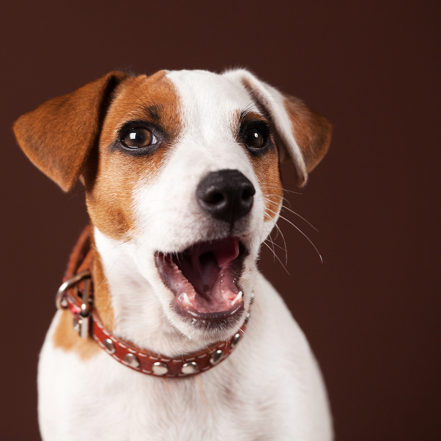 Dog-Related Injuries Cost Insurers More Than $1 Billion in 2022