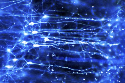Higher-Order Thoughts and The Consciousness Paradox - Interalia Magazine