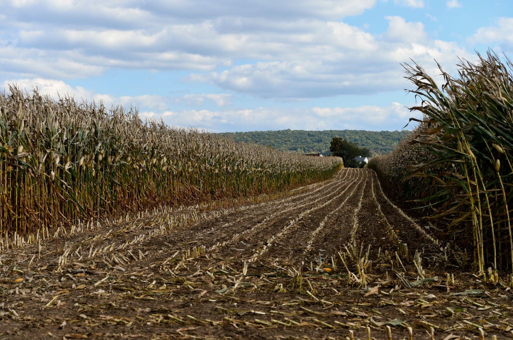 Can Maize solve its environmental issues? - Investment Monitor