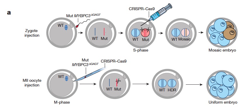 Review of Mitalipov paper CRISPR'ing human embryos: transformative work on the edge - The Niche