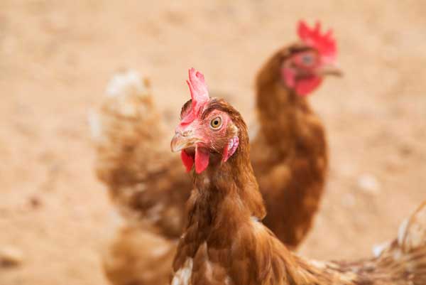 World Zoonoses Day - Animals are Core to Pandemic Prevention – We Must Strengthen Their Defences | Inter Press Service