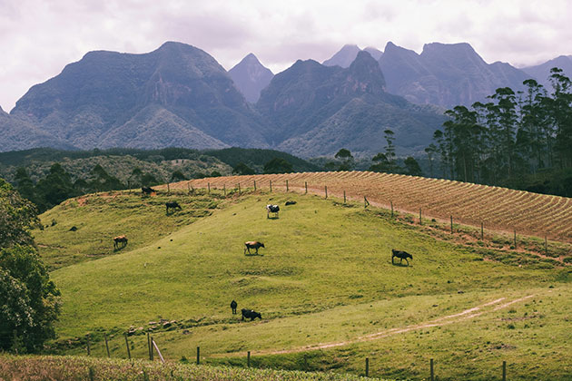 As COP30 Takes Place, Can Africa Draw Lessons from Brazil on How It Develops Its Livestock Sector? | Inter Press Service