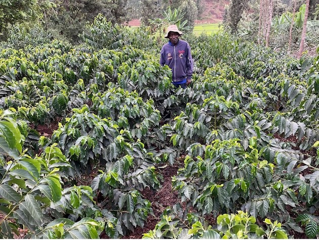 Thousands of Kenya's Coffee Farmers Risk Losing EU Market | Inter Press Service