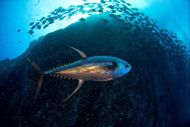 Protecting Africa’s Ocean Future and Why a Precautionary Pause on Deep-sea Mining Matters | Inter Press Service