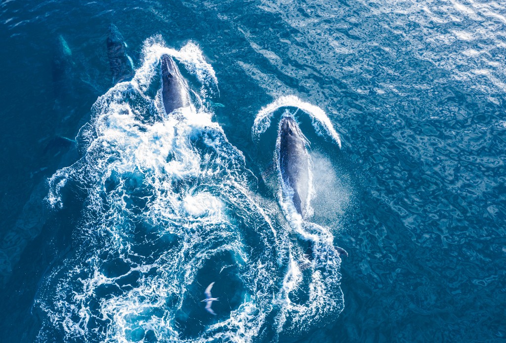 New High Seas Treaty Prepares International Community for Sustainable and Equitable “Blue Economy”