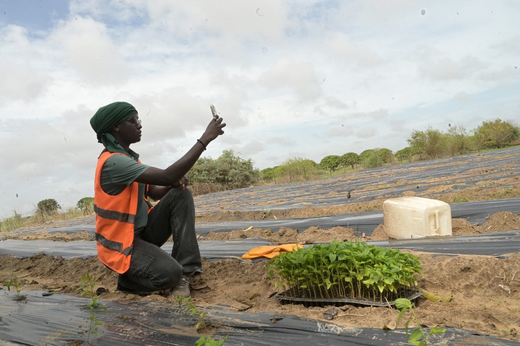USAID’s New Digital Policy Must Account for Conflict Risks and Include Peacebuilding