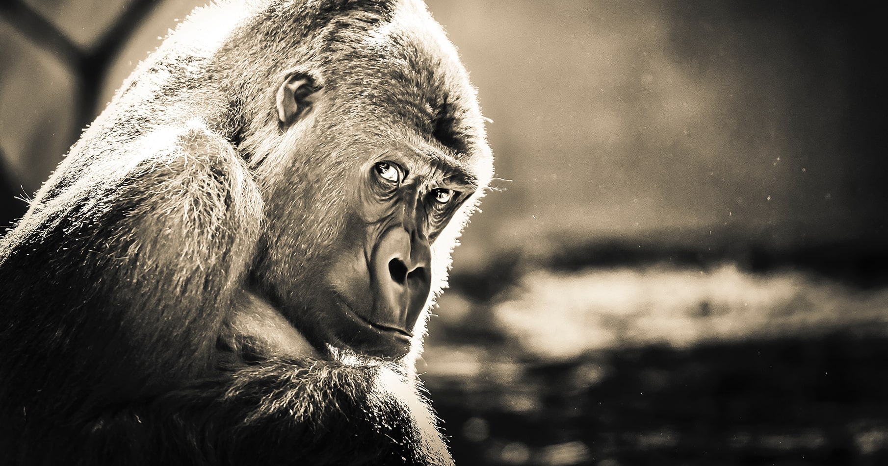 Meet Fluffy, Your 800-Pound Gorilla | Kinesis