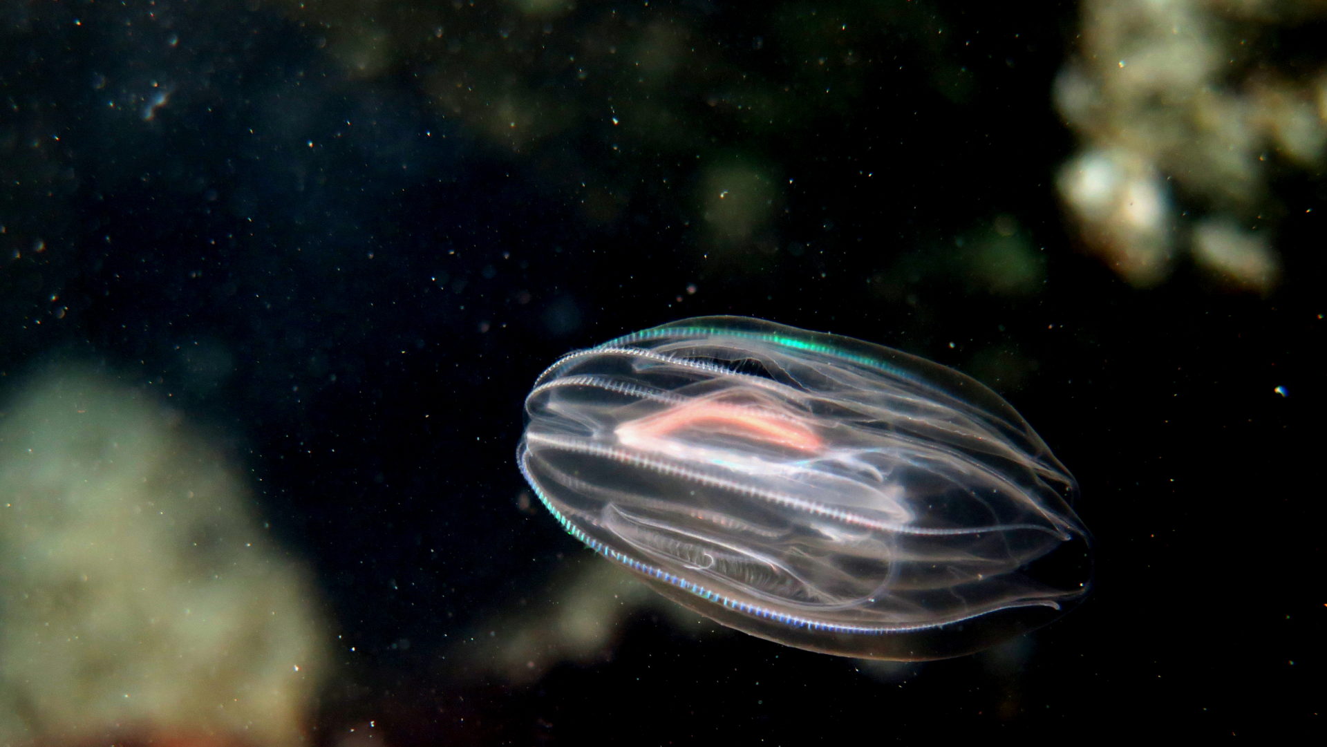 Mnemiopsis leidyi - Laguna Project