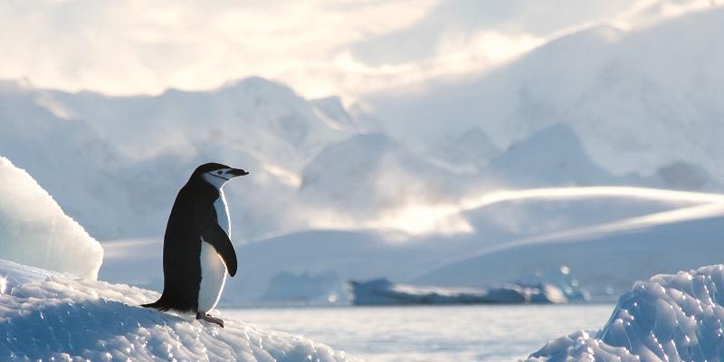 Over 40 percent of Antarctica’s ice shelves are smaller | University of Leeds