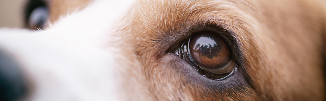 Cherry Eye • Lemonade Pet Insurance