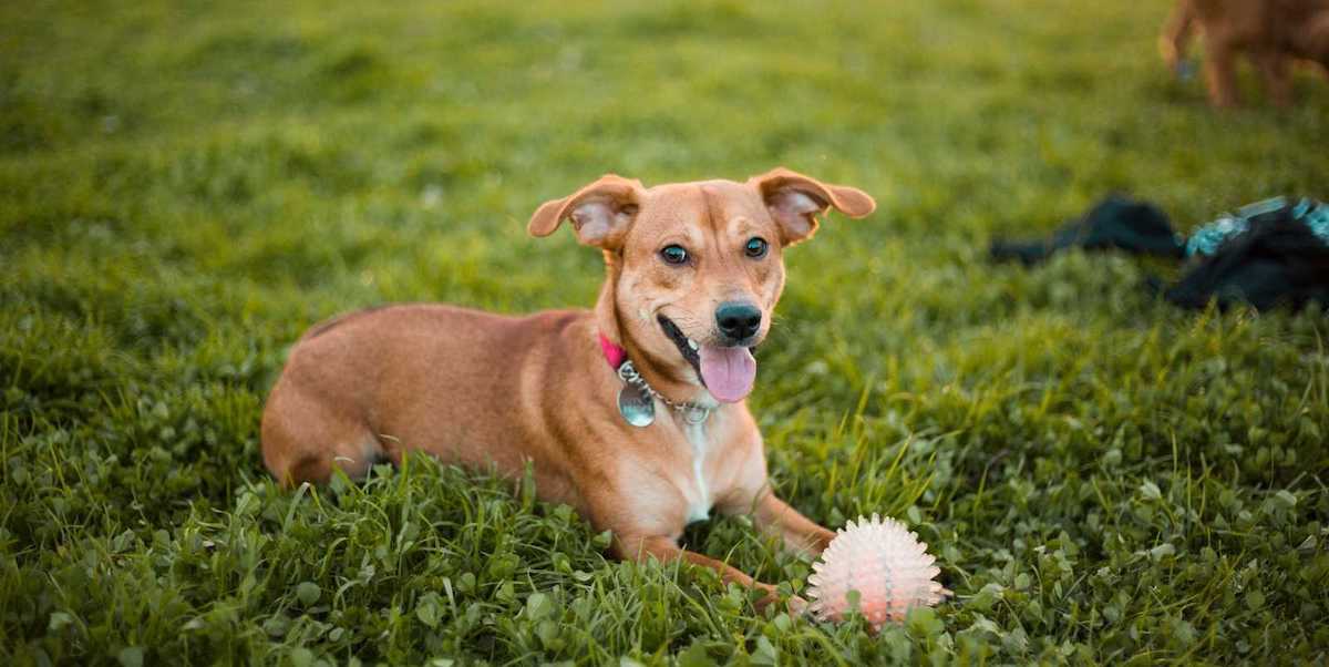 Pet Vaccinations, Explained • Lemonade Insurance