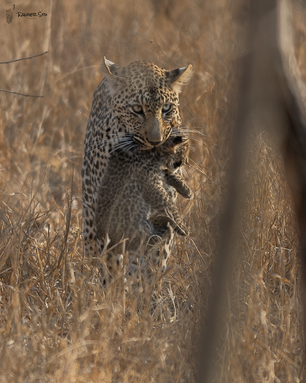 Bush Bulletin - July 2025 - Leopard Hills