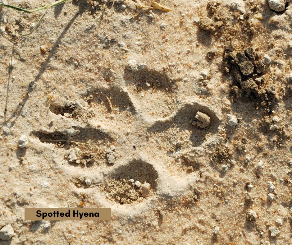 Animal Tracking: Identifying Spoor on Safari | Leopard Hills Blog