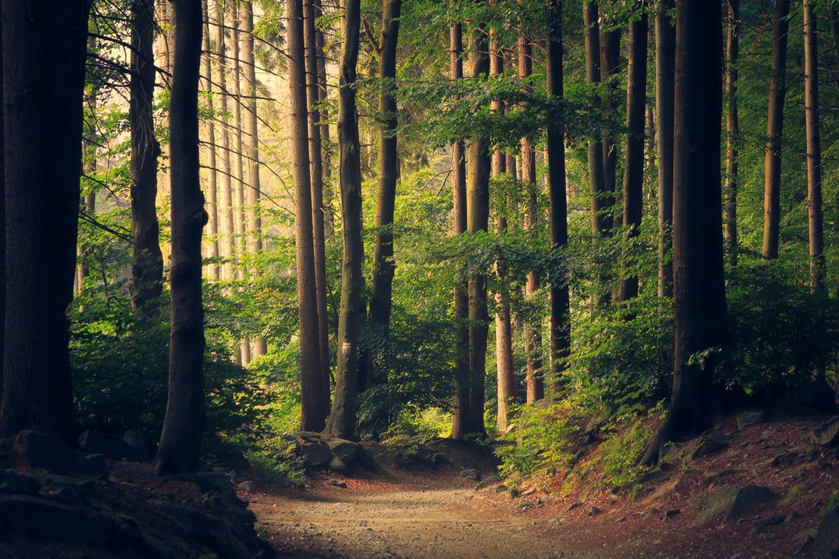 "En acquérant des parcelles de forêts, nous reprenons la main sur leur devenir" – Le Zéphyr