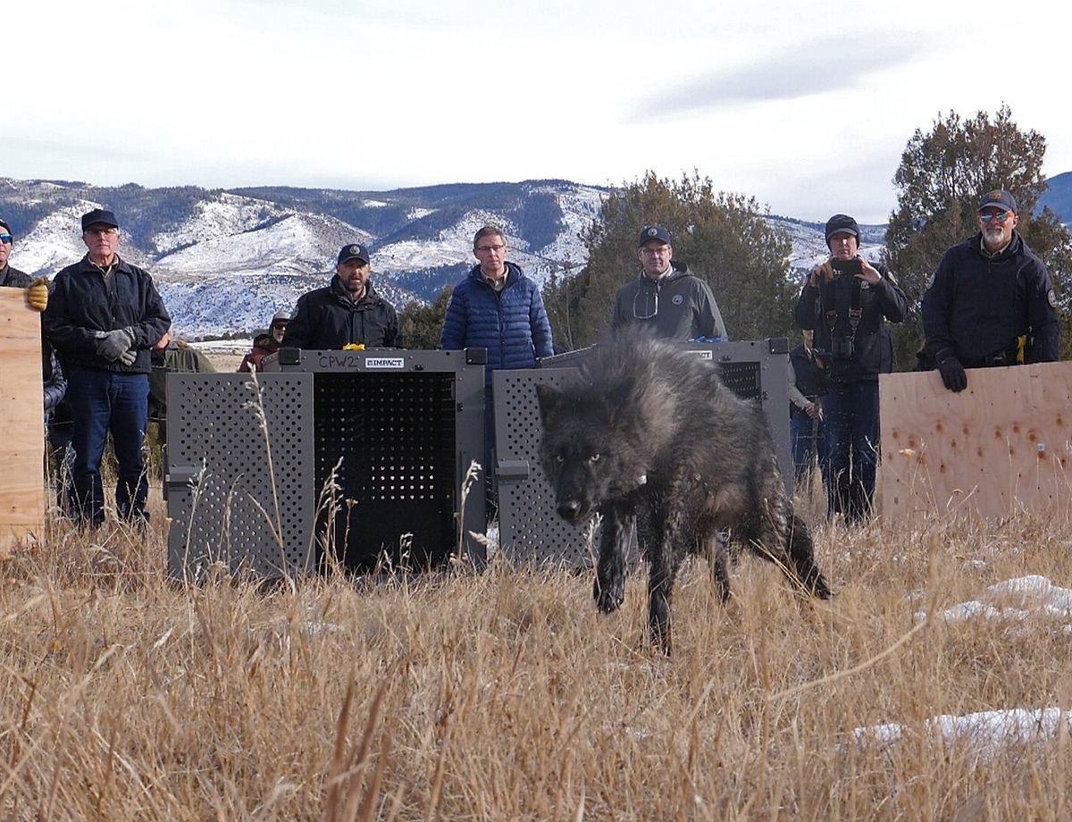 LightHawk Transports Endangered Gray Wolves to Colorado for Release - LightHawk