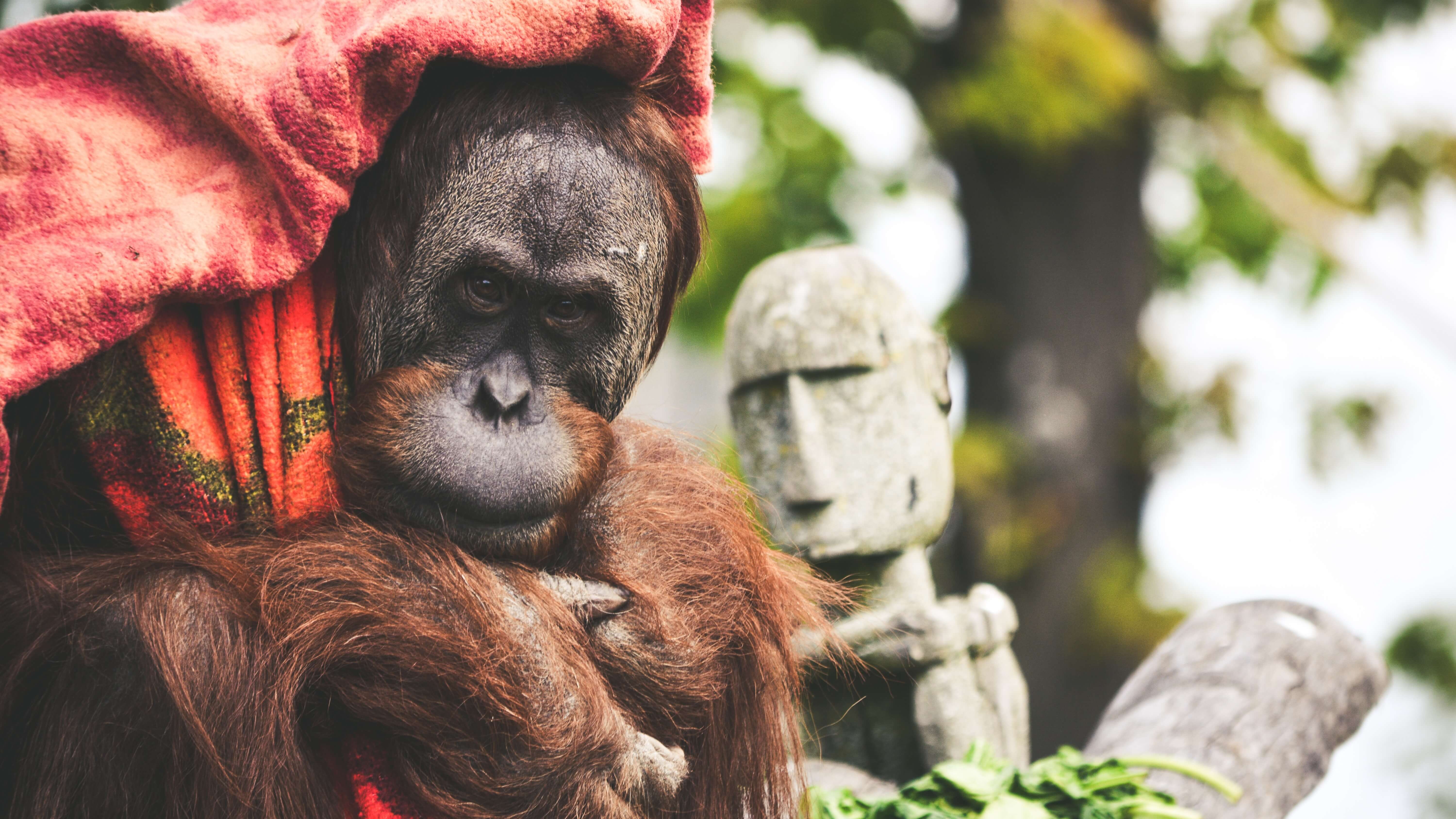 Norway First Country to Ban Palm Oil-Based Biofuel LIVEKINDLY