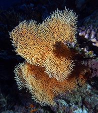 Soft Corals: Coral Reef Marine Invertebrates Lacking Internal Skeleton