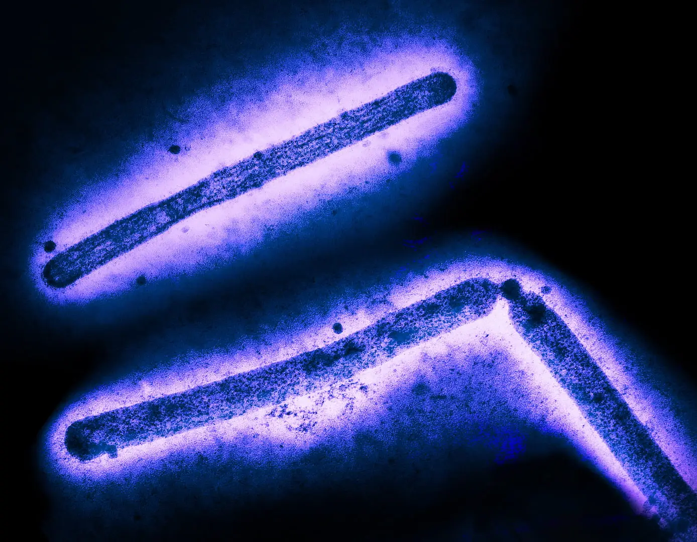 Update: T cells may offer some protection in an H5N1 ‘spillover’ scenario – lji.org