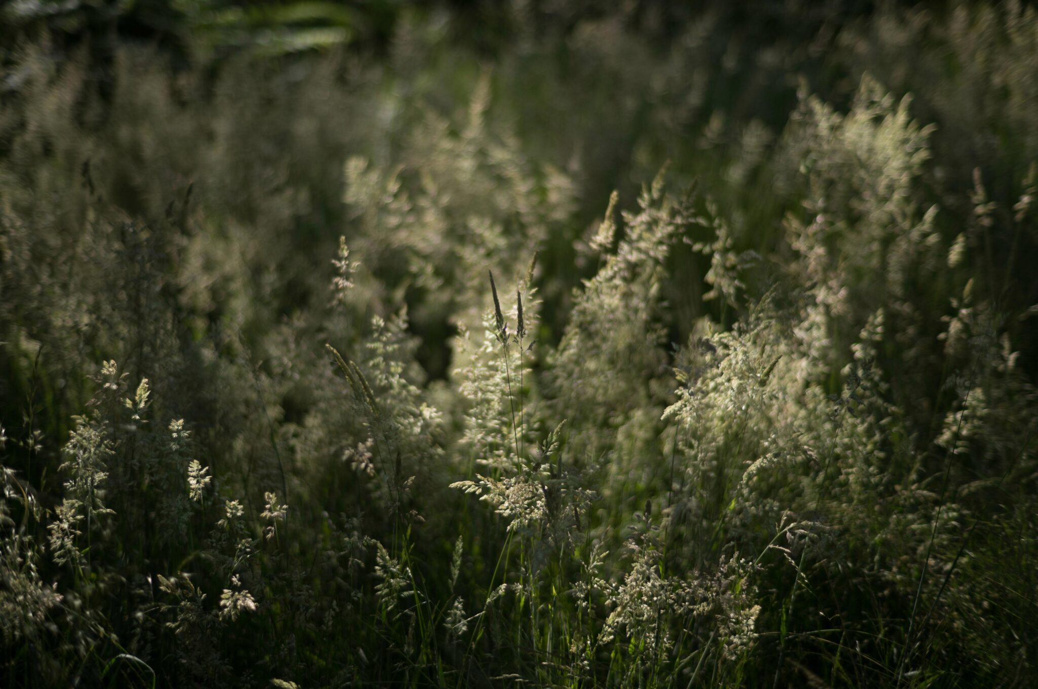 Leica Summilux-M 50 f/1.4: Long-term review of latest 'classic' lens