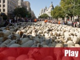 Cinco mil ovejas recuperan su cañada | Madridiario